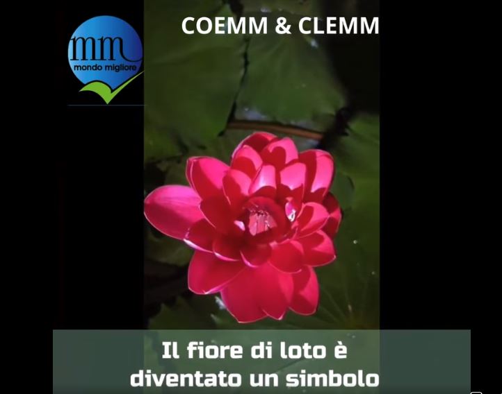 Il fiore di loto è diventato un simbolo dello stile di vita spirituale…. Osho