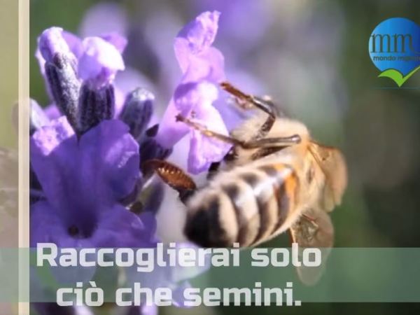 Raccoglierai solo ciò che semini… – Paola&nbsp;Marcato