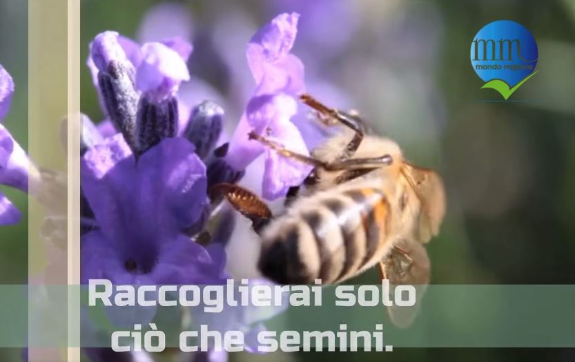 Raccoglierai solo ciò che semini… – Paola&nbsp;Marcato